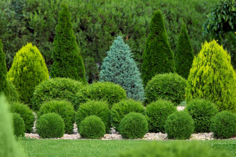 Neatly Shaped Bushes