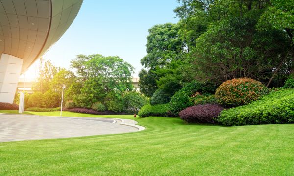 Commercial Shrub Trimming in Dover