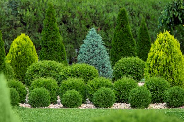 Bush Shaping Service in Dover