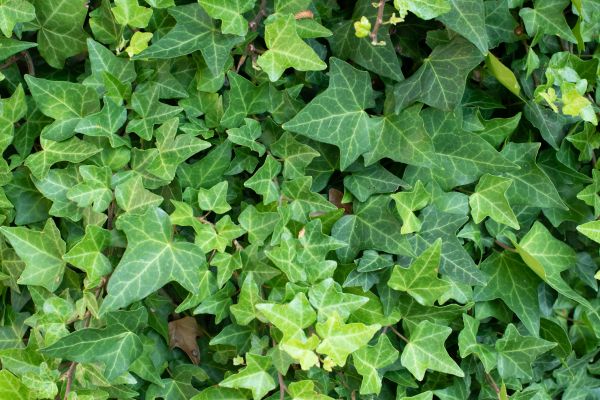 English Ivy Removal in Dover