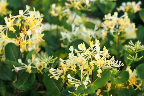 Honeysuckle Removal in Dover