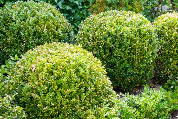 Landscape Trimming Service in Dover