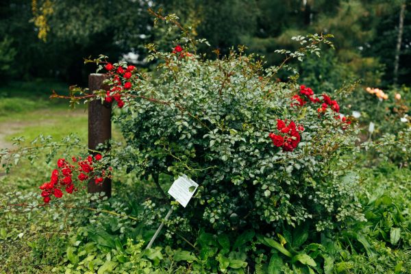 Rose Bush Removal in Dover