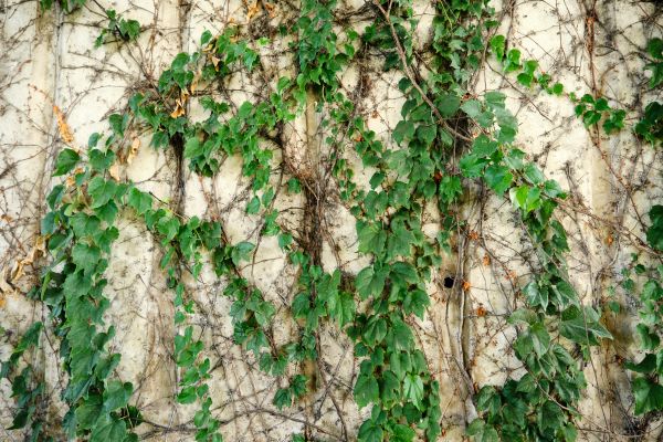 Vine Removal Service in Dover