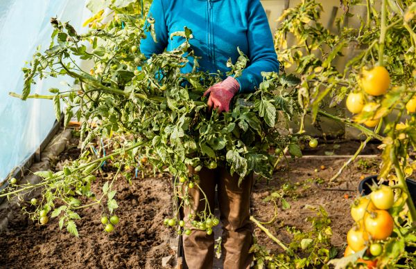 Garden Plant Removal in Dover
