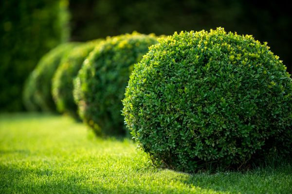 Bush Pruning in Dover