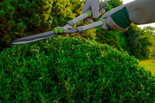 Topiary Shearing in Dover