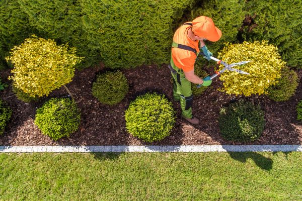 Topiary Trimming in Dover
