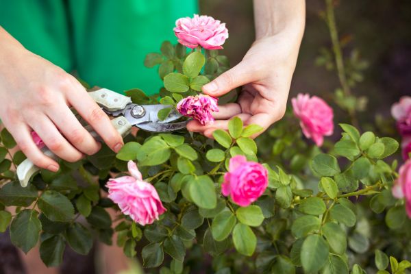 Rose Shearing in Dover