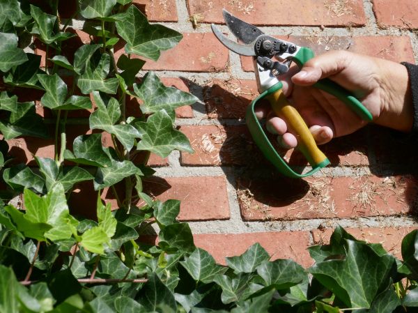Ivy Removal Service in Dover