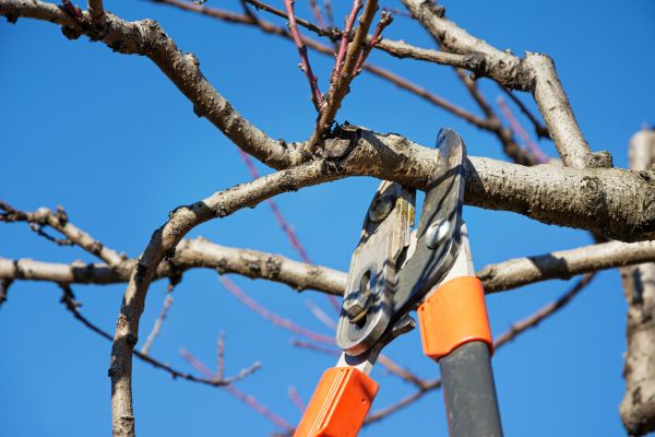 Selective Pruning in Dover