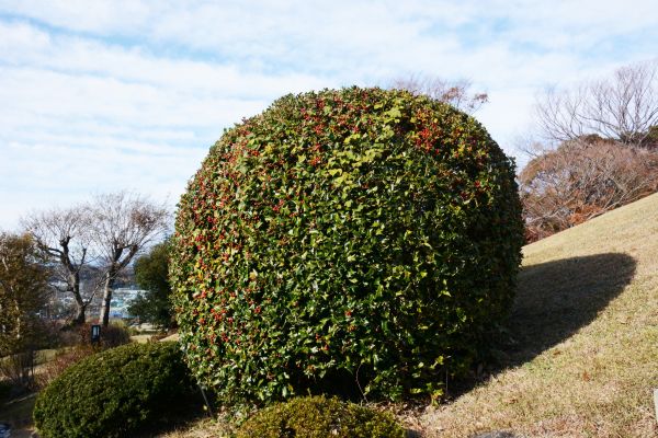 Holly Trimming in Dover