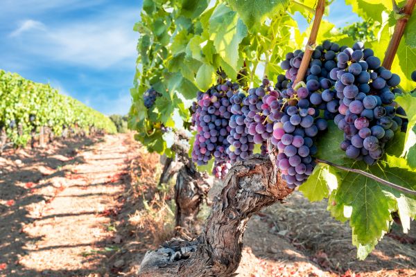 Grapevine Pruning in Dover