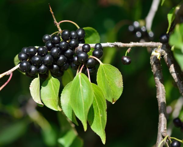 Buckthorn Removal in Dover