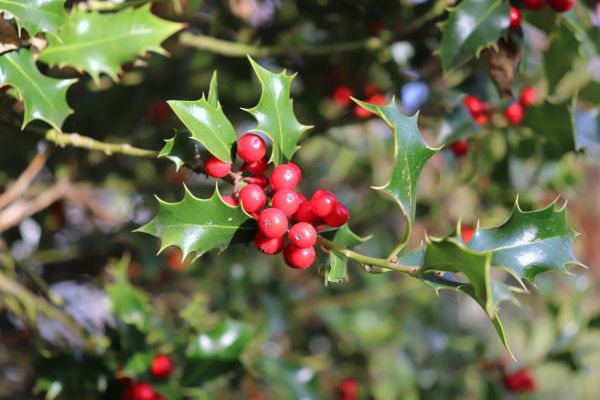 Holly Tree Trimming in Dover