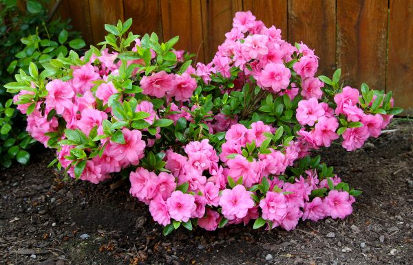 Azaleas Removal in Dover