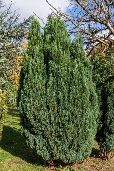 Juniper Trimming in Dover
