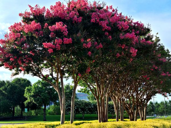 Crepe Myrtle Pruning in Dover