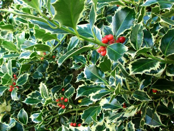 Holly Bushes Trimming in Dover