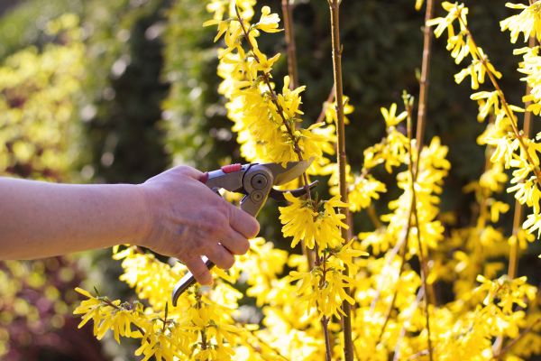 Forsythia Pruning in Dover