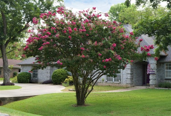 Crepe Myrtle Trimming in Dover