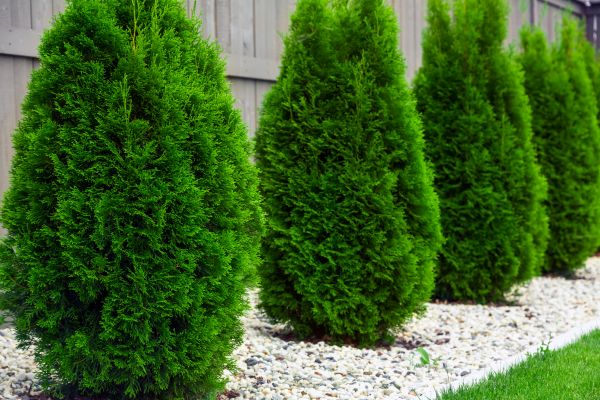 Arborvitae Removal in Dover