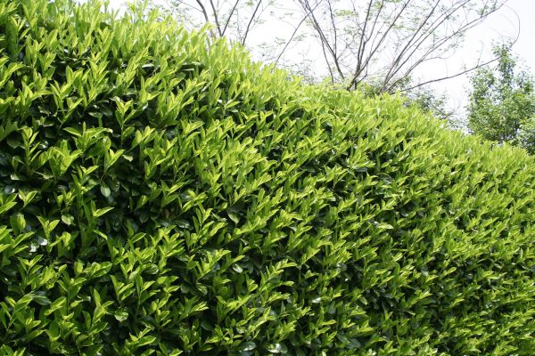Laurel Shrub Removal in Dover