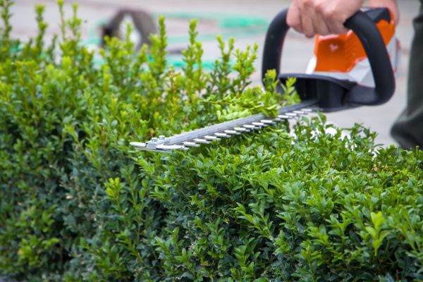 Evergreen Hedge Trimming in Dover