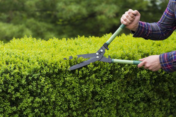 Evergreen Shrub Pruning in Dover