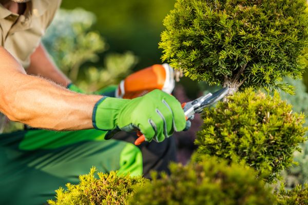 Landscape Pruning Service in Dover