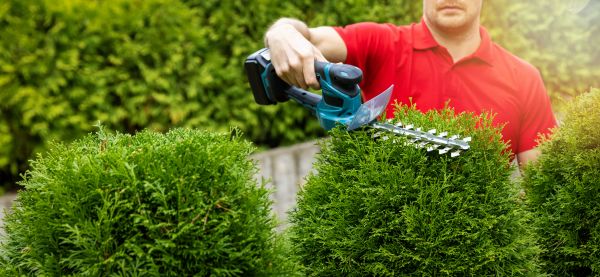 Hedge Shaping Service in Dover