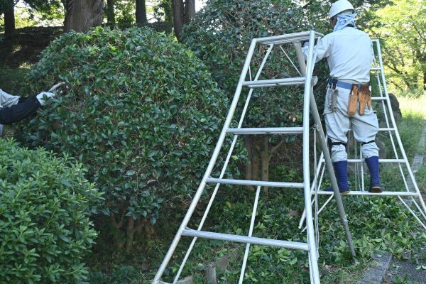 Holly Shaping in Dover