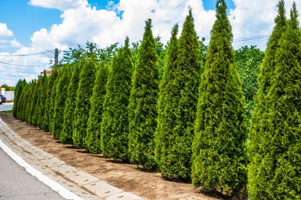 Arborvitae Shearing in Dover