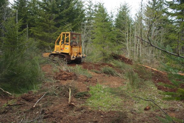 Shrubbery Clearing in Dover