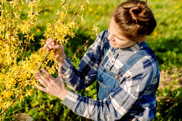 Forsythia Trimming in Dover