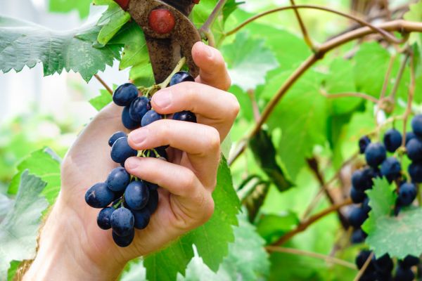 Vineyard Pruning in Dover