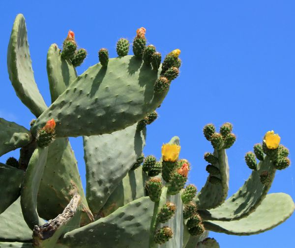 Cactus Removal in Dover