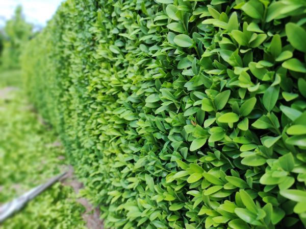 Boxwood Pruning in Dover