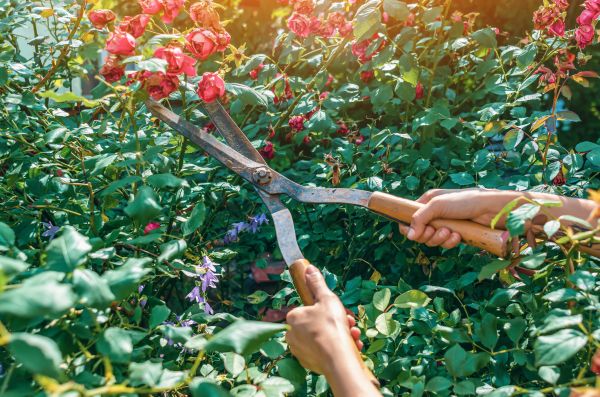 Knockout Roses Pruning in Dover