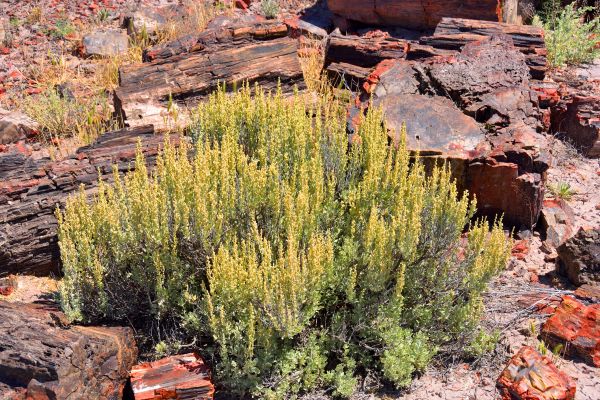 Sagebrush Removal in Dover