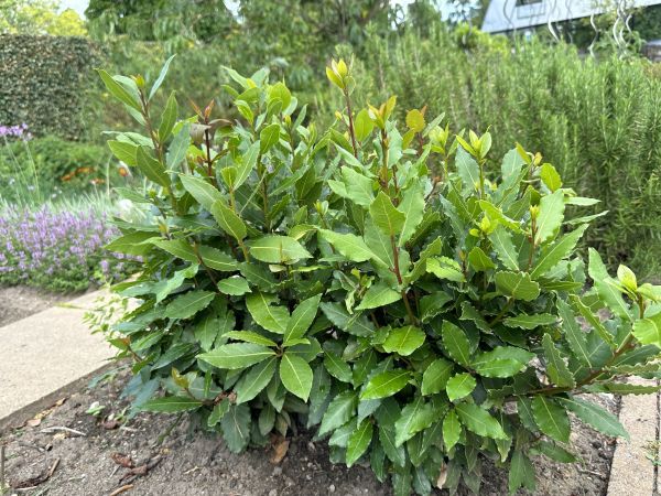 Laurel Hedge Trimming in Dover