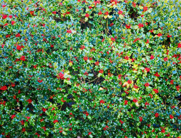 Holly Bush Removal in Dover