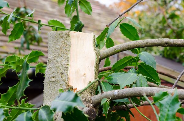 Holly Tree Removal in Dover