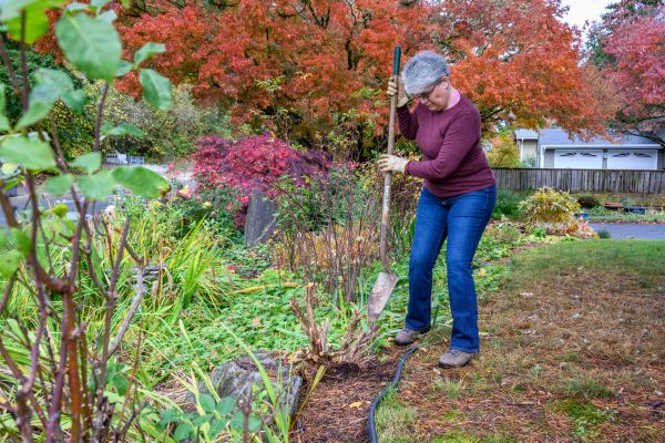 Dead Bush Removal in Dover