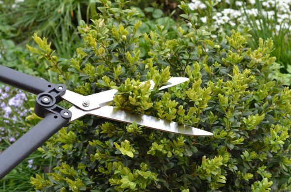 Boxwood Trimming in Dover