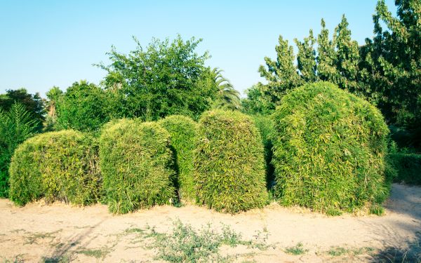 Bamboo Hedge Removal in Dover