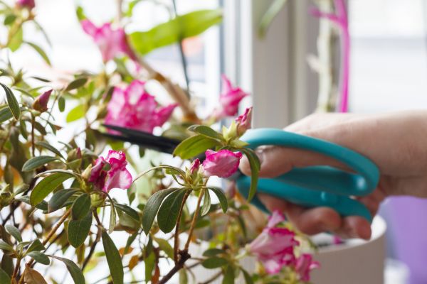 Azalea Pruning in Dover