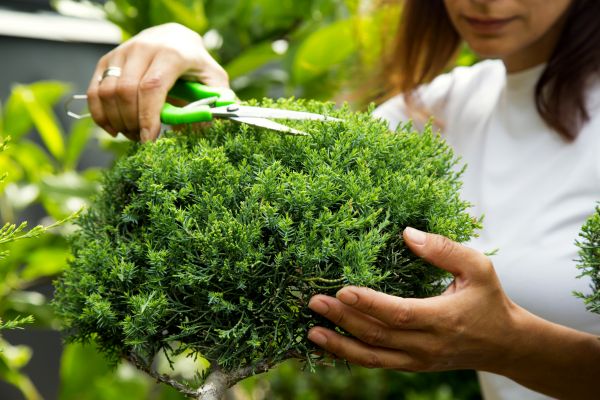 Juniper Shrub Pruning in Dover