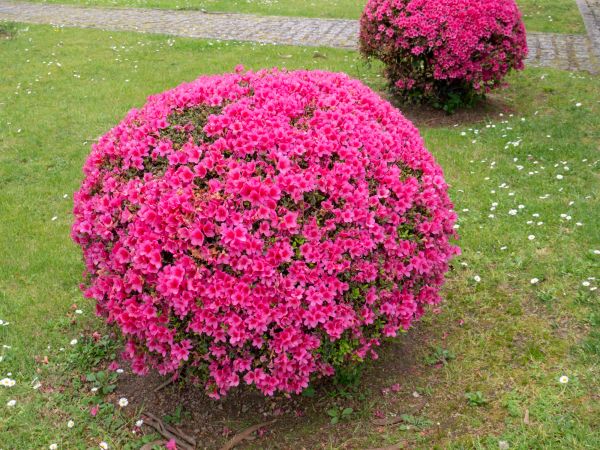 Rhododendron Pruning in Dover