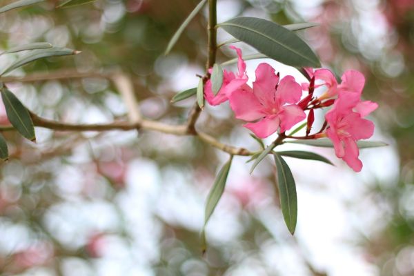 Oleander Removal in Dover